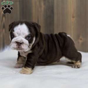 Bruno Breaker, English Bulldog Puppy